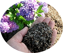 Balles de sarrasin naturelles