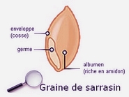 détail cosse de sarrasin