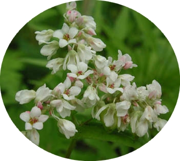 la fleur de sarrasin dans toute sa splendeur